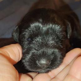 Camelia - Black and silver female Miniature Schnauzer puppy in Atascadero, California from Zion Miniature Schnauzers