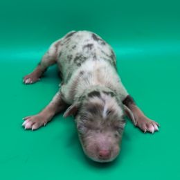 Remi3Boy4- RMM,Long,AKC,OFA,Genetics - Red merle male Australian Shepherd puppy in South Hill, Virginia from Silverside Aussies LLC