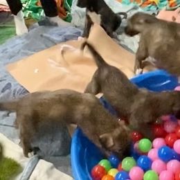 Irish Wolfhound Puppies from Serendipity Sighthounds