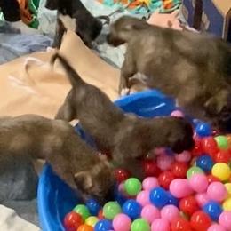 Irish Wolfhound Puppies from Serendipity Sighthounds