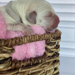 White - Yellow female Labrador Retriever puppy in Houston, Texas from Alpha English Labs