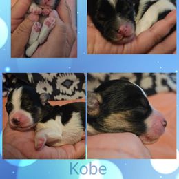 Havanese Puppies from Hoppy Havanese