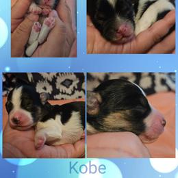 Havanese Puppies from Hoppy Havanese