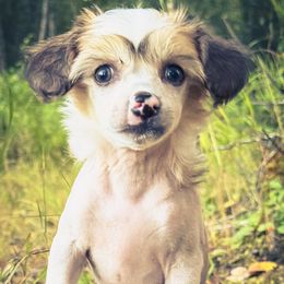 Bare Nakeys Experiment 296 aka Crash - Sable male Chinese Crested puppy in Wasilla, Alaska from Bare Nakeys Kennel and Cattery