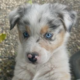 Georgia - Blue merle female Australian Shepherd puppy in Orangevale, California from Winchester Aussies