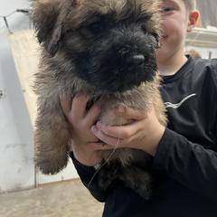 Bouvier des Flandres Puppies from SLR Kennels