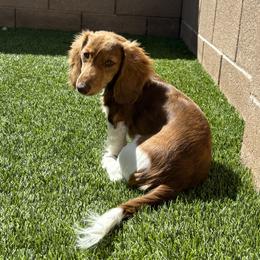 Ruby - Dachshund