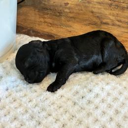 Sally - Black female Havapoo puppy in Marquand, Missouri from Perfectly Playful Doodles
