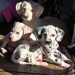 Myling (LUA) - White and black female Dalmatian puppy in Salem, Missouri from Paradise Spots Dalmatians