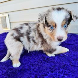 Phoenix - Red merle male Australian Shepherd puppy in Charlotte, North Carolina from Awesome Aussies