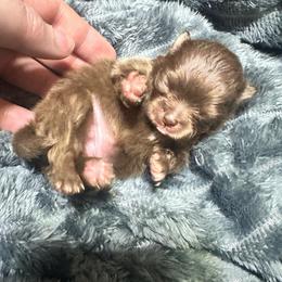 Latte - Chocolate female Pomeranian puppy in Waterloo, Indiana from Garcias Pomeranian