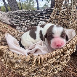 Chicago - Liver white and tan male English Springer Spaniel puppy in Swainsboro, Georgia from Sweet Georgia Springers