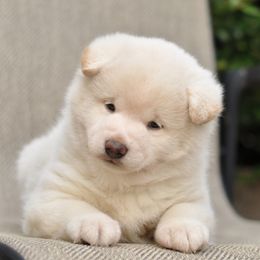 Pembroke Welsh Corgi and Shiba Inu Puppies from Kenny Cave K9s