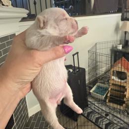 Girl 2 Daisy (French Bulluahua) - Cream and white female Chihuahua puppy in Lees Summit, Missouri from Divine K9s LLC