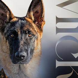 Mick - German Shepherd
