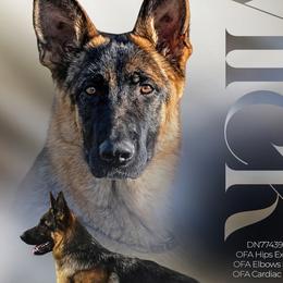 Mick - German Shepherd