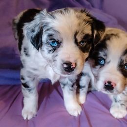 Australian Shepherd, Miniature American Shepherd, Miniature Australian Shepherd, and Toy Australian Shepherd Puppies from Double Moon