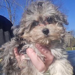 Bahna - Merle female Maltipoo puppy in Lebanon, Kentucky from Mosaic Merle Doodles