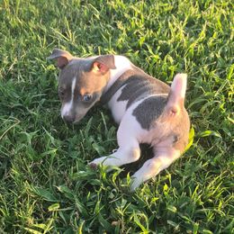 Opal - White and blue female Teddy Roosevelt Terrier puppy in Claremore, Oklahoma from Travelin' Man Terriers