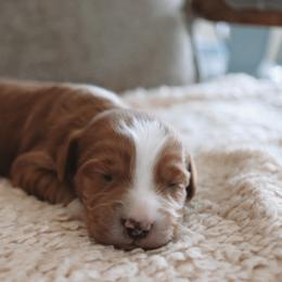 Guava - Red  male Goldendoodle puppy in Austin, Texas from Cedarcrest Goldendoodles