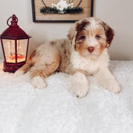 Aussiedoodle and Goldendoodle Puppies from Montana Raised Doodles