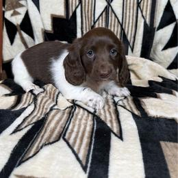 Winston - Piebald male Dachshund puppy in Aurora, Missouri from Baker Farms