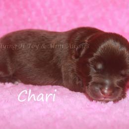 Chari - Red tri female Miniature Australian Shepherd puppy in Godley, Texas from Flying H Toy and Mini Aussies