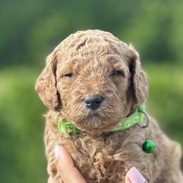 Boy 1 - Goldendoodle puppy in Boise, Idaho from Boise Doodlez