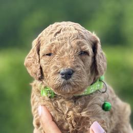 Boy 1 - Goldendoodle puppy in Boise, Idaho from Boise Doodlez
