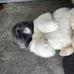 Akita Puppies from TLC Akitas