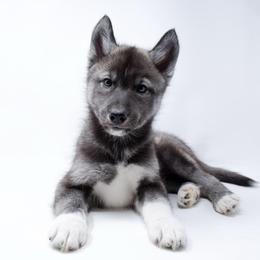 Zeus - From Health Tested Parents - Vet Checked - Agouti and white male Siberian Husky puppy in Santa Monica, California from Limitless Huskies