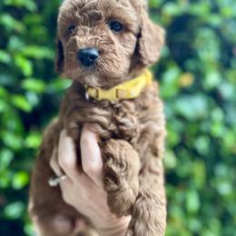 Bernedoodle and Goldendoodle Puppies from Allie's Southern Doodles