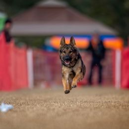 Lucy  - German Shepherd