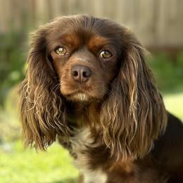 Luna - Cavalier King Charles Spaniel