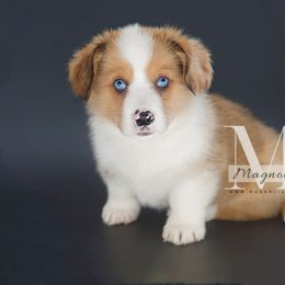 American Corgi and Pembroke Welsh Corgi Puppies from Magnolia Creek Corgis