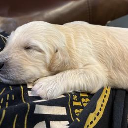 Splash - Cream male Aussiedoodle puppy in Kings Mountain, North Carolina from Champion Farms Doodles