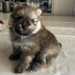 Timber - Wolf sable male Pomeranian puppy in Scio, Oregon from Mac Daddy Poms
