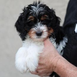 Gouda (red) - Tri-color male Bernedoodle puppy in Surprise, Arizona from Huckleberry Doodles