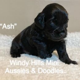 Aussiedoodles and Miniature Australian Shepherds from Windy Hills Mini Aussies & Doodles