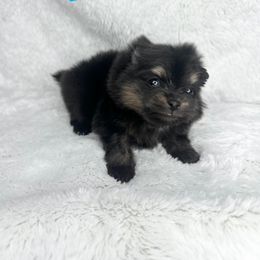 Black and tan - Black and tan male Pomeranian puppy in Westminster, Colorado from VanityPom’s