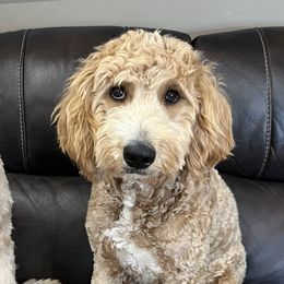Goldendoodles from Bellegrove Goldendoodles