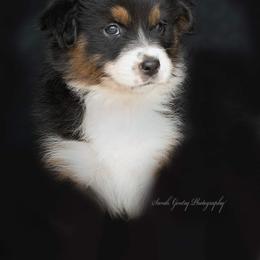 Aussiedoodle and Australian Shepherd Puppies from SS Australian Shepherds and Aussiedoodles