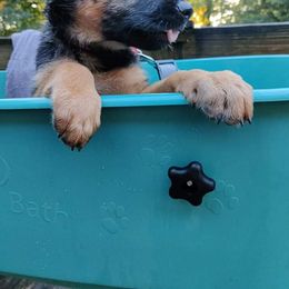 German Shepherd Puppies from It Must Be Kismet Kennels (IMBKK)