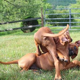 Rhodesian Ridgeback Puppies from Supernova Ridgebacks