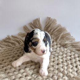 Crème Brûlée - Blue merle female Assorted Doodle Crosses puppy in Waco, Georgia from Huff Family Doxies & Doodles