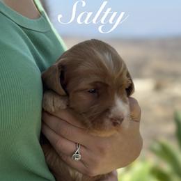 Sycamore Canyon's Salty - Caramel red male Australian Labradoodle puppy in Riverside, California from Sycamore Canyon Labradoodle