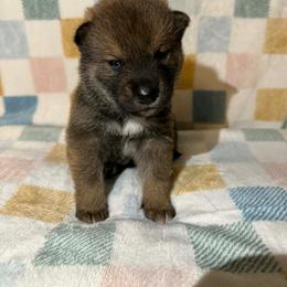 Blue - Sesame male Shikoku Ken puppy in Charleston, West Virginia from Kiseki No Yama