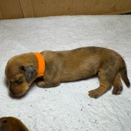 Stormfly - Dapple female Dachshund puppy in Edmond, Oklahoma from Okie Puppies