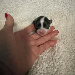 Ivy - Blue and white female Chihuahua puppy in Dime Box, Texas from Color Me Crazy Chihuahuas