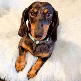 Boba - Dachshund